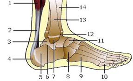 Ayak Bileği Kemikleri Türleri ve Özellikleri