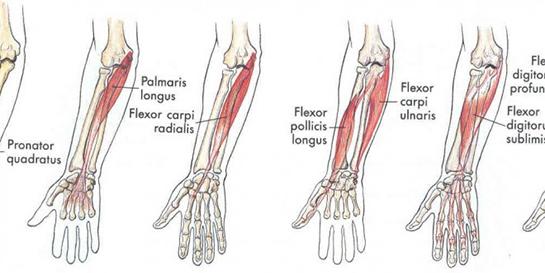 El Bileği Anatomisi Nelerdir?