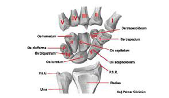 El ve el bileğinin yapısı. Elin anatomik yapısı El ve el bileğinin yapısı. Elin anatomik yapısı